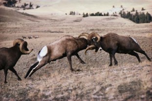 minimum-viable-competition